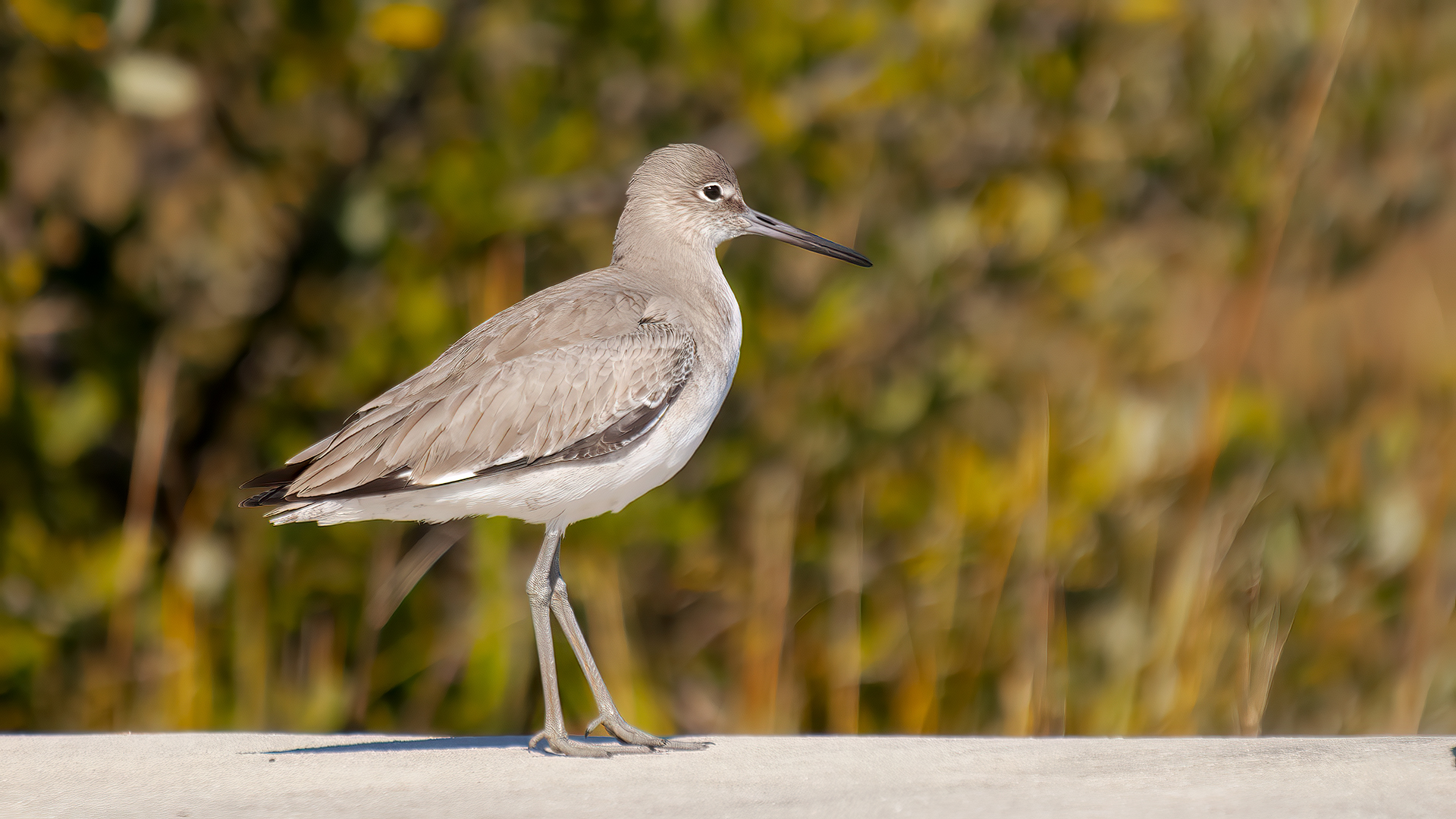 Willet — Ana fotoğraf